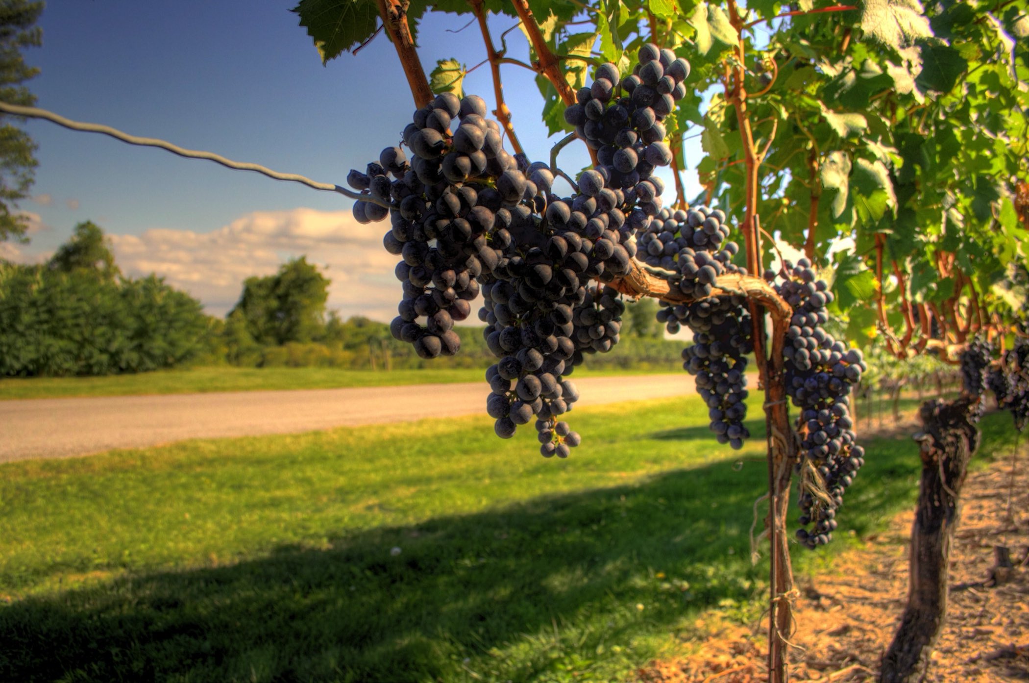 Wine grapes ripening on the vine in Niagara wine country